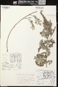 Amorpha canescens image