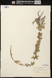 Amorpha canescens image