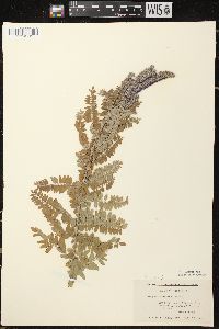 Amorpha canescens image