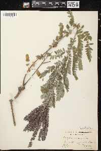 Amorpha canescens image