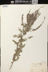 Amorpha canescens image