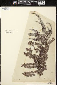 Amorpha canescens image