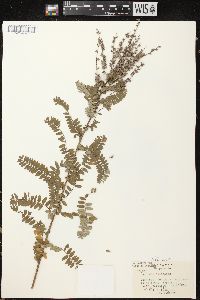 Amorpha canescens image