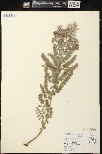 Amorpha canescens image