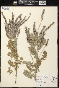 Amorpha canescens image