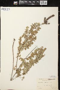 Amorpha canescens image