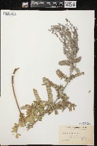 Amorpha canescens image