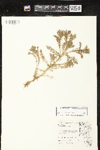 Matricaria discoidea image