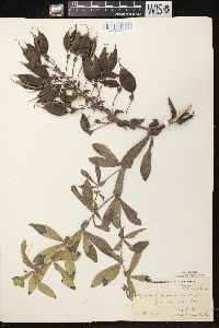 Baptisia alba image