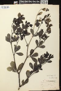 Baptisia alba image