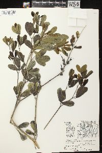 Baptisia alba image