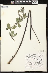 Baptisia alba var. macrophylla image