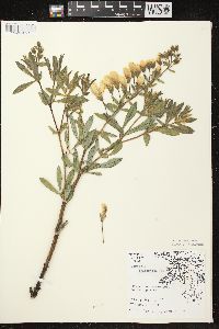 Baptisia alba image