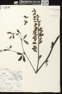 Baptisia alba image