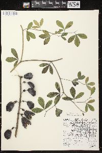 Baptisia alba var. macrophylla image