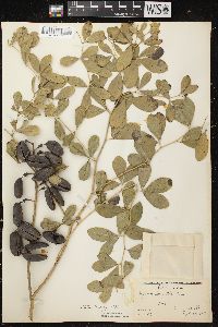 Baptisia alba image