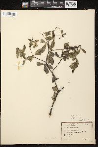 Baptisia alba image