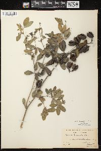 Baptisia alba image