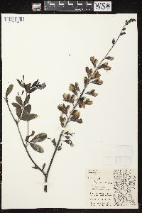 Baptisia alba var. macrophylla image