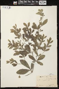 Baptisia alba image