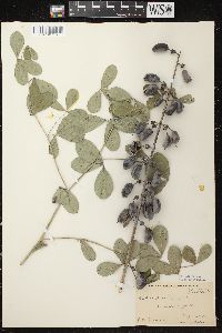 Baptisia alba image