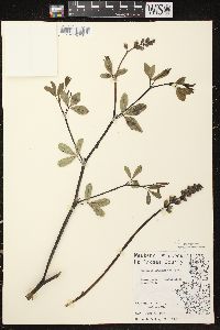 Baptisia alba var. macrophylla image