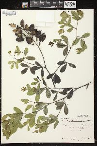 Baptisia alba image