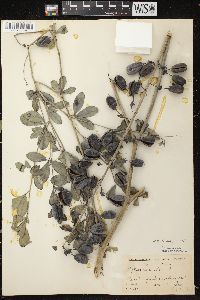 Baptisia alba image