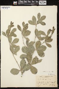 Baptisia alba image