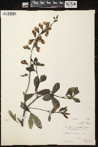 Baptisia alba image