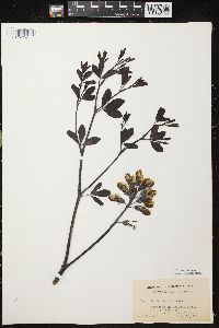 Baptisia alba image