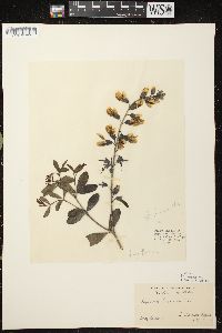 Baptisia alba image