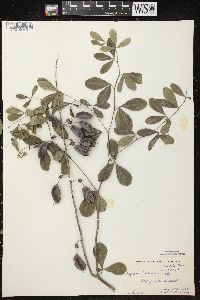 Baptisia alba image