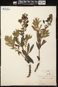 Baptisia bracteata image