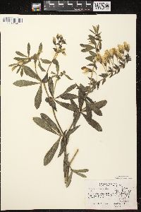 Baptisia bracteata image