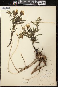 Baptisia bracteata var. leucophaea image