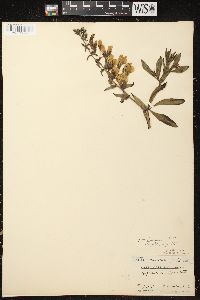 Baptisia bracteata var. leucophaea image