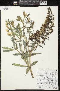 Baptisia bracteata image