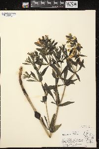 Baptisia bracteata var. leucophaea image