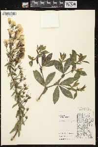 Baptisia bracteata image