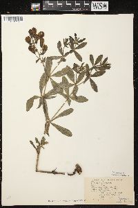 Baptisia bracteata image