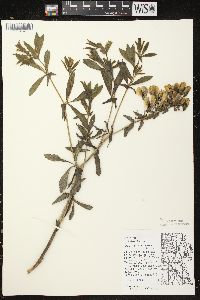 Baptisia bracteata image