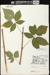 Rubus allegheniensis var. allegheniensis image