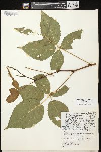 Rubus allegheniensis var. allegheniensis image