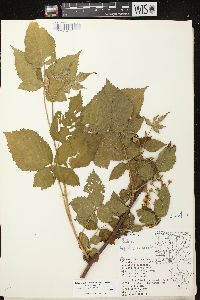 Rubus allegheniensis var. allegheniensis image