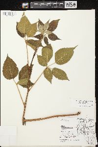 Rubus allegheniensis var. allegheniensis image