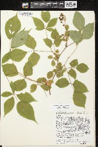 Rubus allegheniensis var. allegheniensis image