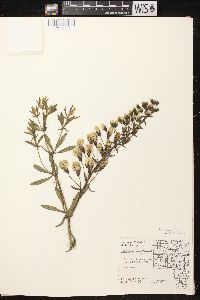 Baptisia bracteata var. leucophaea image