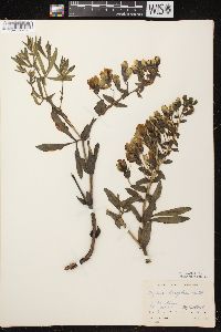 Baptisia bracteata image