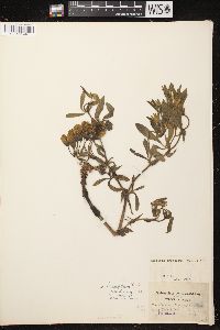 Baptisia bracteata image